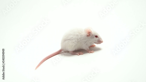 A white laboratory mouse  albino  as used in scientific experiments.