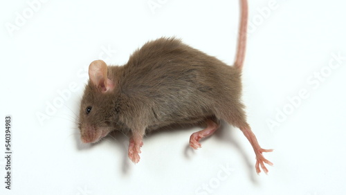 The mouse died after testing a hazardous substance. Concept - side effects of drugs, toxic substances