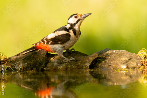 Great Spotted Woodpecker (Dendrocopos major) in forest