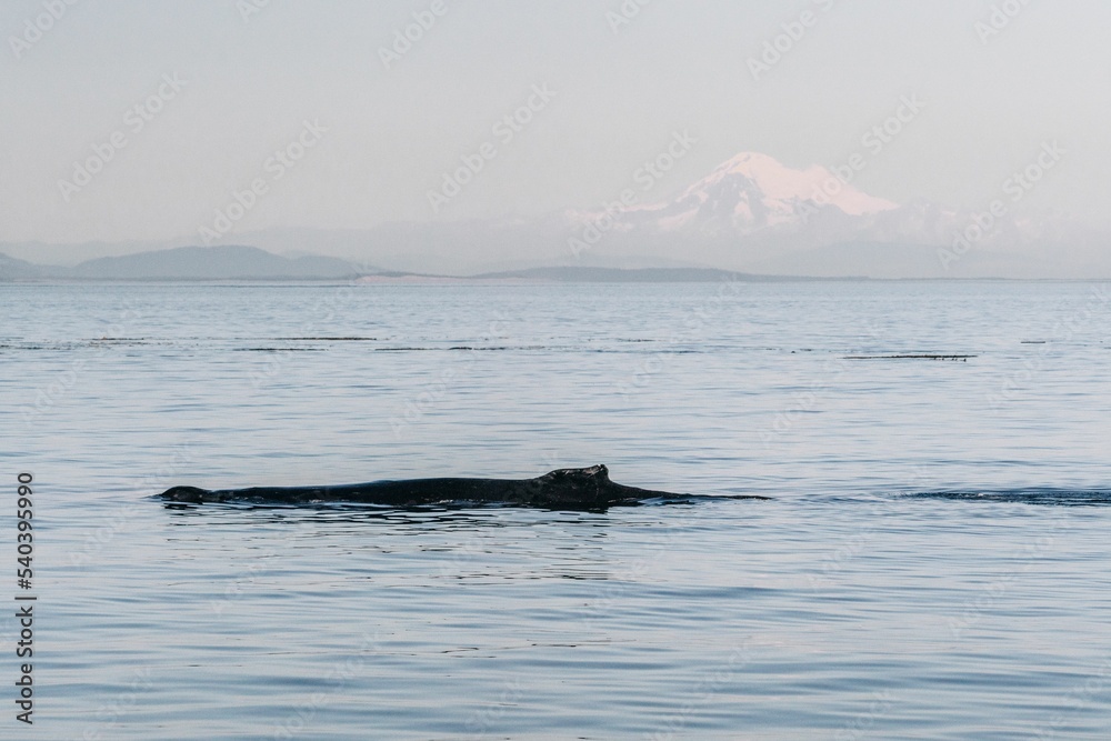 Humpback whale in the sea (a species of baleen whale) Stock Photo