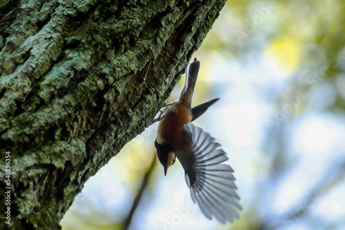 ヤマガラが羽ばたく