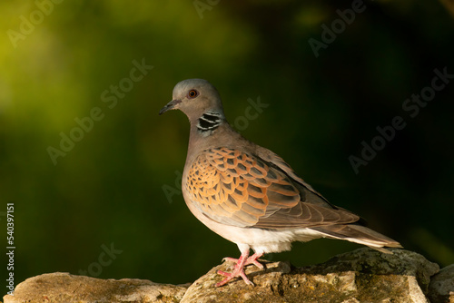 Turtle Dove in to the forest © georgigerdzhikov