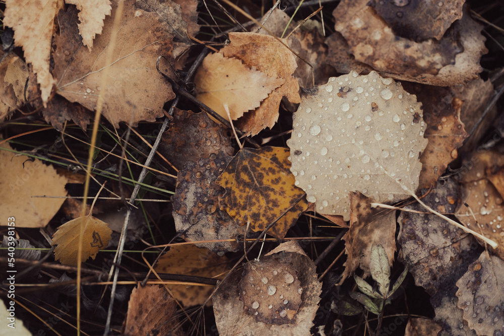 Fallen withered aspen leaves with raindrops on the ground, autumn authentic background, selected focus.