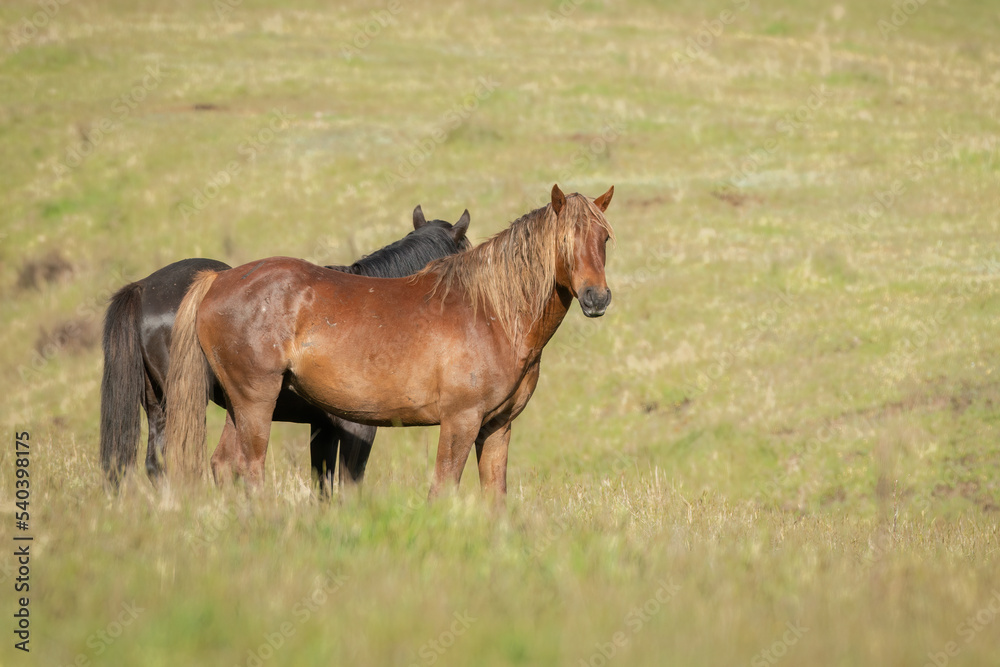 Two Kaimanawa wild horses standing on the green hill. New Zealand.