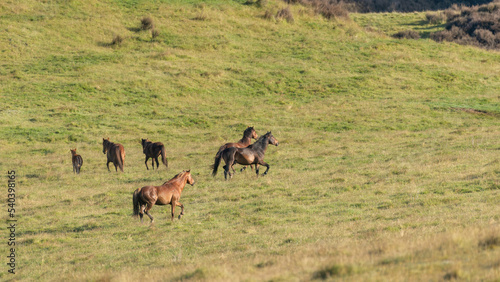 Wild Kaimanawa horses roaming freely on the green hills of the mountain ranges  Central Plateau  North Island  New Zealand