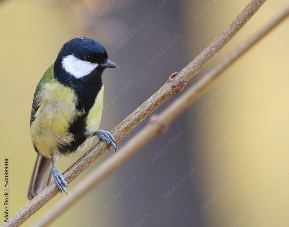 Obraz premium Great tit
