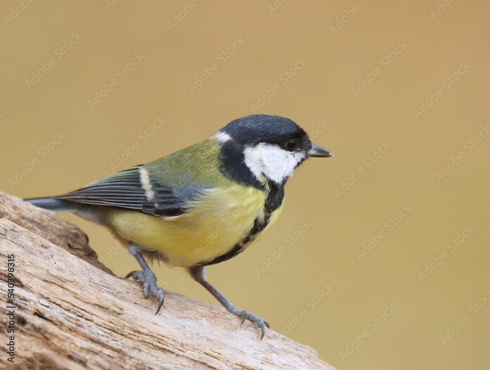 Fototapeta premium Great tit