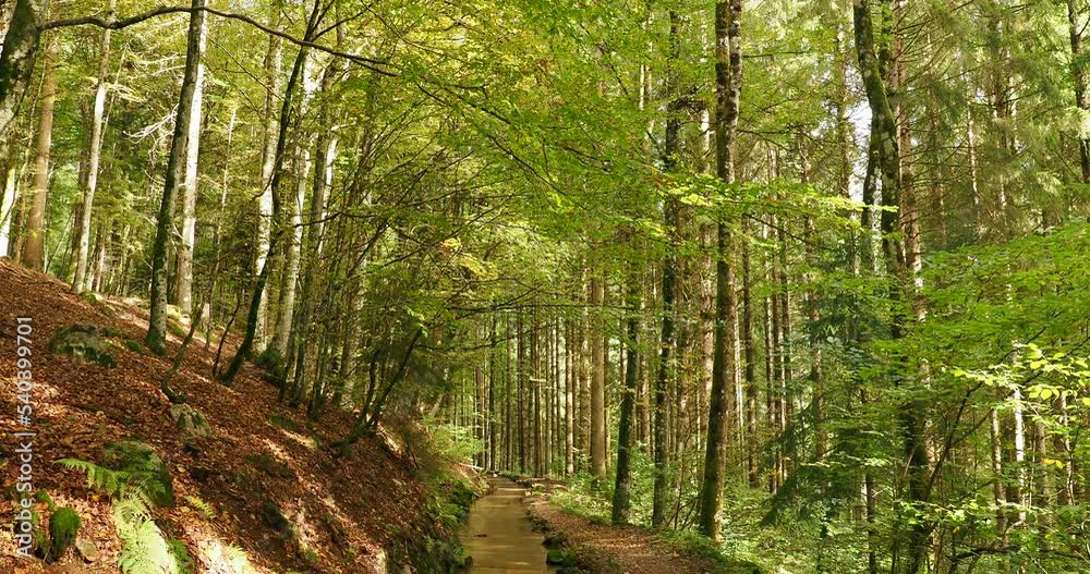 Hotzenwald im Südschwarzwald - Hotzenpfad. Heidenwuhr und dem künstlichen Hangkanal entlang des Hügels Ebertschwand bis Glashütten Hotzenwald im Südschwarzwald - Hotzenpfad. Heidenwuhr und dem künstlichen Hangkanal entlang des Hügels Ebertschwand bis Glashütten