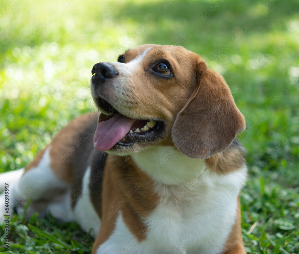 cute beagle dog on green grass outdoor in the park on sunny day, Happy beagle dog, smile beagle dog. close up