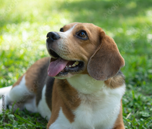 cute beagle dog on green grass outdoor in the park on sunny day, Happy beagle dog, smile beagle dog. close up