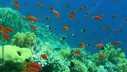 The camera moves slowly through a massive shoal of Sea goldie or Lyretail Anthias (Pseudanthias squamipinnis) in front of a blue water column against a coral reef wall. photo