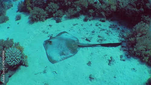 The camera slowly zooms in on a large Cowtail stingray (Pastinachus sephen) lying on a sandy bottom among coral thickets, close-up. photo