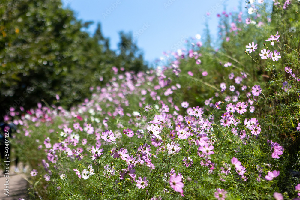 flowers in a field