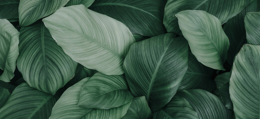 abstract green leaf texture, nature background, tropical leaf	