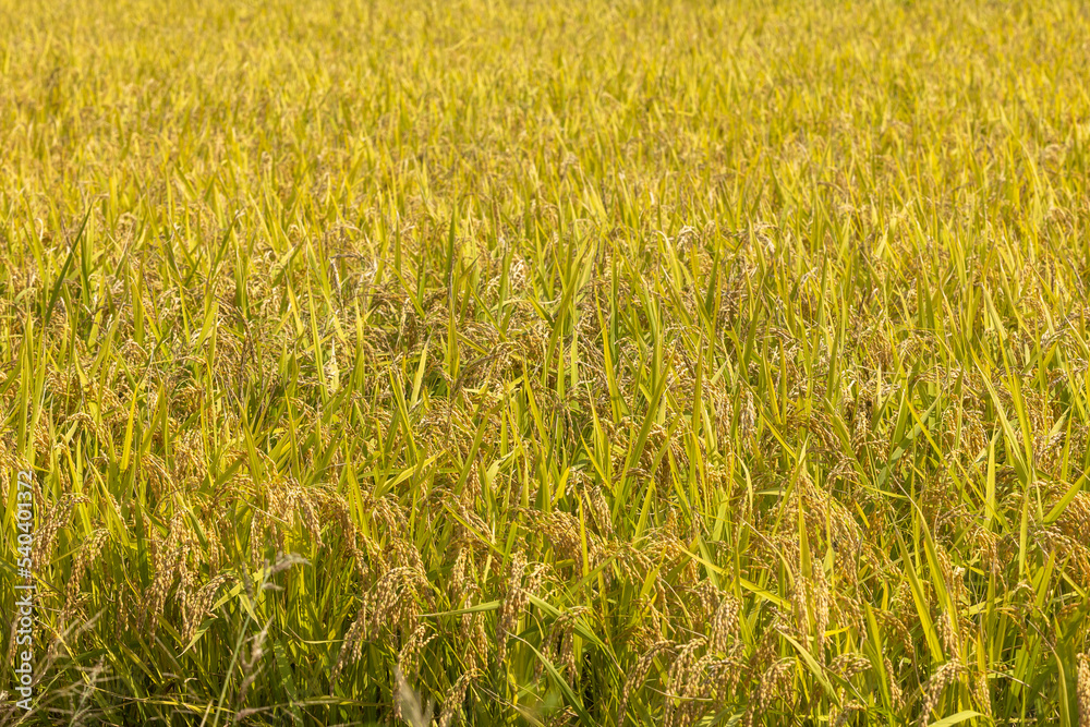 rice ready to harvest rice ready to harvest