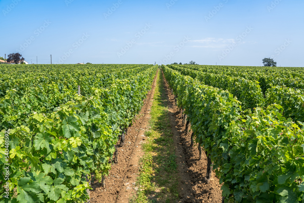 Vineyard in Saint Emilion, France