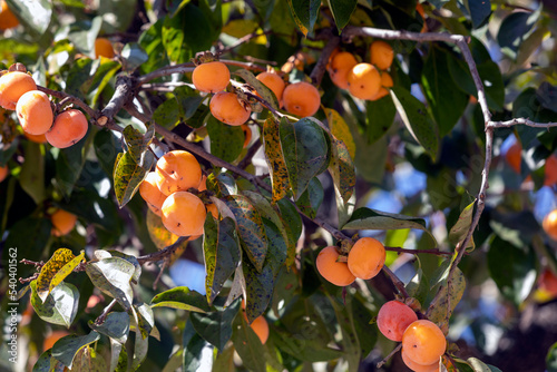 persimmon tree with fruits