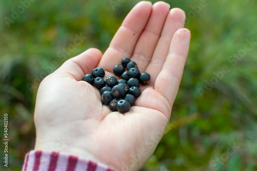 Crowberries at hand. photo