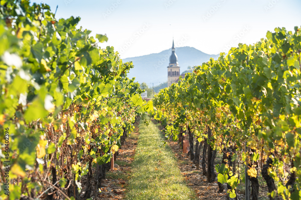 Vineyard with old church in Alsace, France