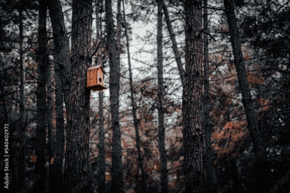 Fotografie Pine tree forest background. Wooden birdhouse on tree trunk