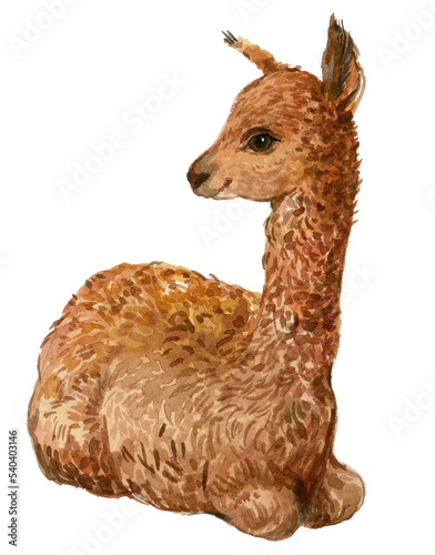 Alpaca watercolor illustration
