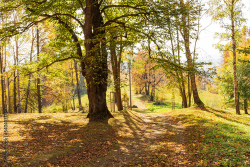 Autumn forest path. Orange color tree, red brown maple leaves in fall city park. Nature scene in sunset fog Wood in scenic scenery Bright light sun Sunrise of a sunny day, morning sunlight view.