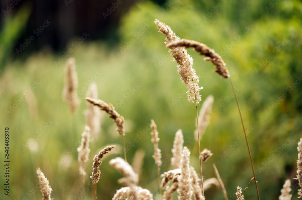 Spikelets in a field against the background of a forest plantation Spikelets in a field against the background of a forest plantation