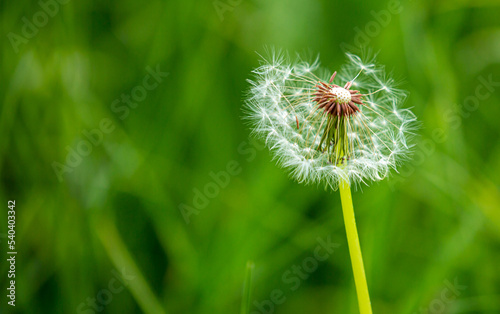 Dandelion close-up on a spring meadow. Dandelion seeds in the sunlight blowing away across a fresh green morning background