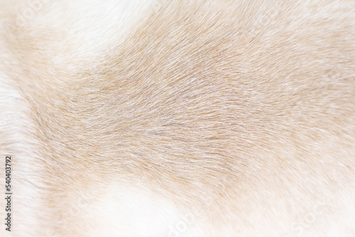 Fur dog soft texture with short smoot patterns or bright wallpaper animal hair brown white background
