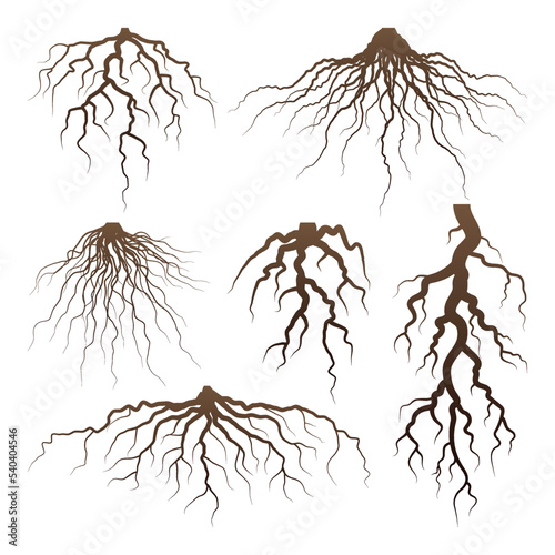 Various brown tree or shrub roots. Parts of plant, root system with tree stump. Dendrology, study of woody plants. Sketch drawing. Vector illustration