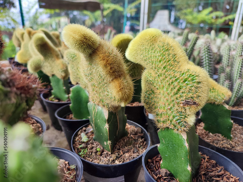 Beautiful mini Cactus Cleistocactus winteri, often labelled Hildewintera aureispina photo