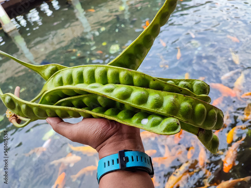 фотографія The bitter bean, Pete or Parkia speciosa.