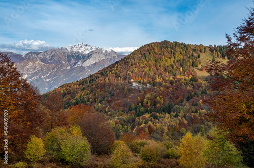 Colourful trees at autumn in Italy  Europe