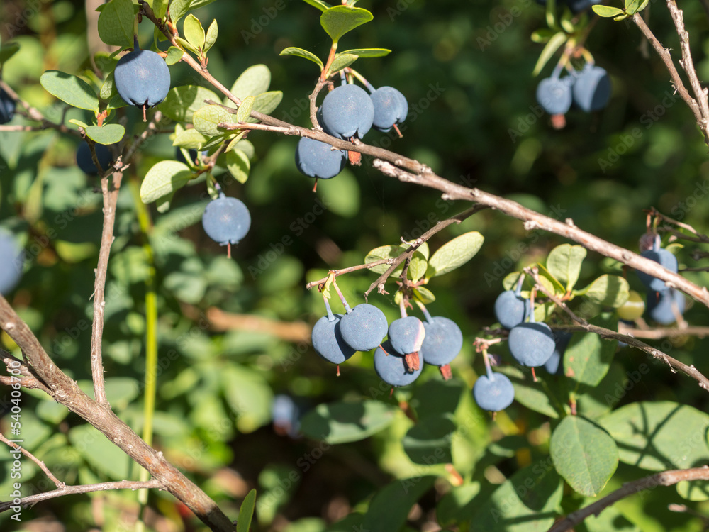 ripe blueberries on the branches