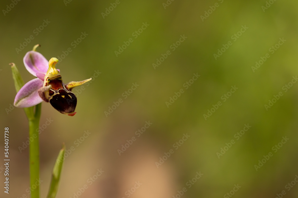 Woodcock orchid flower macro photography Woodcock orchid flower macro photography