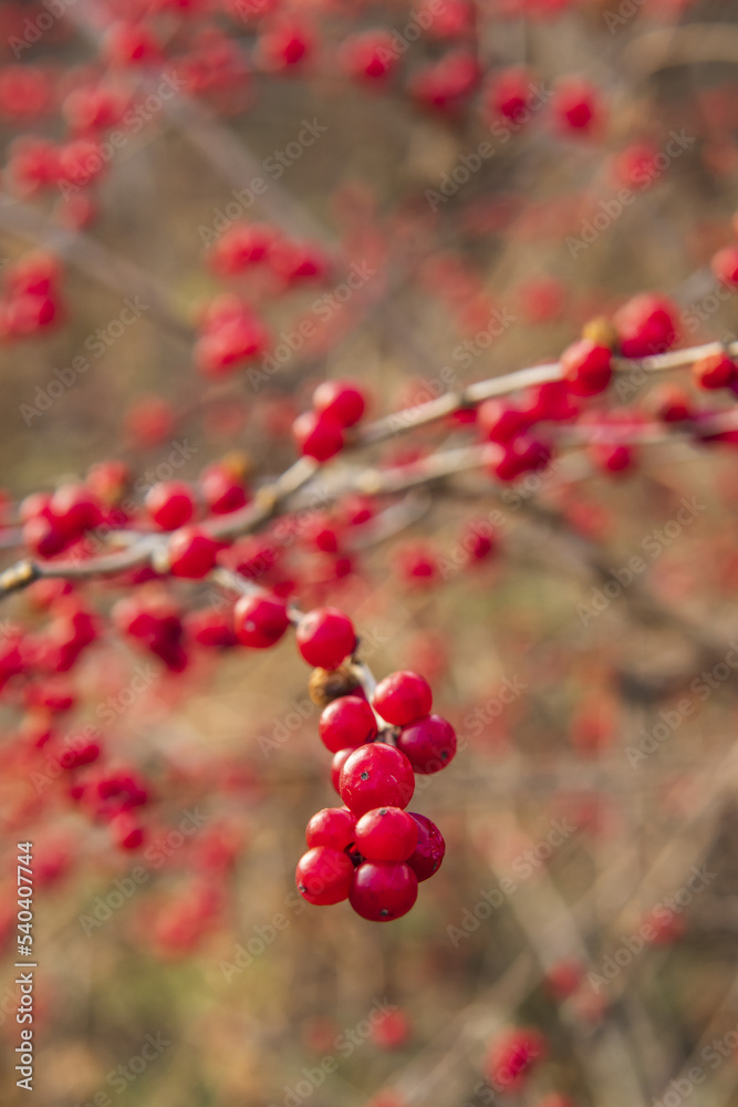 a red berry on the branches