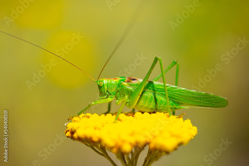 Green grasshopper on a yarrow flower. Large marsh grasshopper, Stethophyma grossum, a critically endangered insect typical of wet grasslands and swamps.