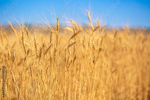 Wheat field against the blue sky. Grain farming  ears of wheat close-up. Agriculture  growing food products.