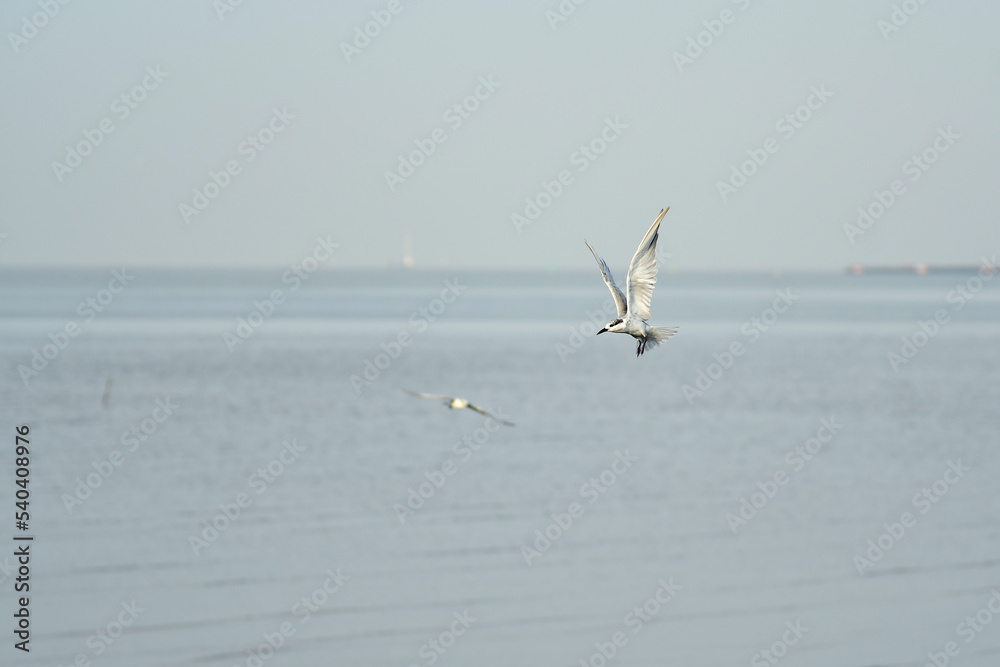 Naklejka premium seagulls on the beach