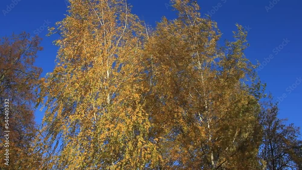 Yellow autumnal Birch tree top leaves on the wind at autumn on blue sky background Yellow autumnal Birch tree top leaves on the wind at autumn on blue sky background