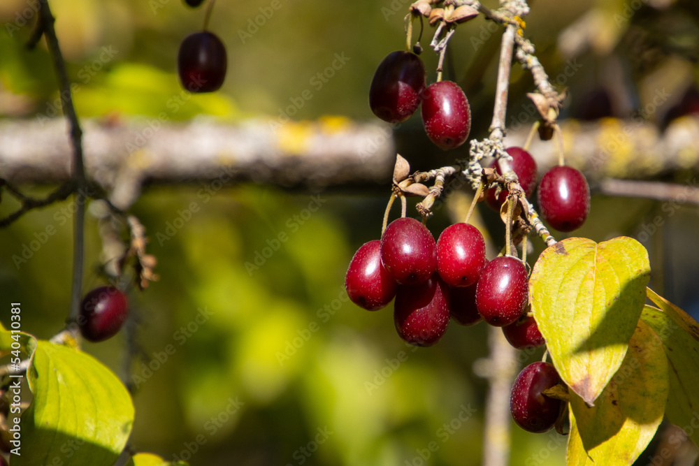 Close up of red and ripe cornelian cherry, also called Cornus mas