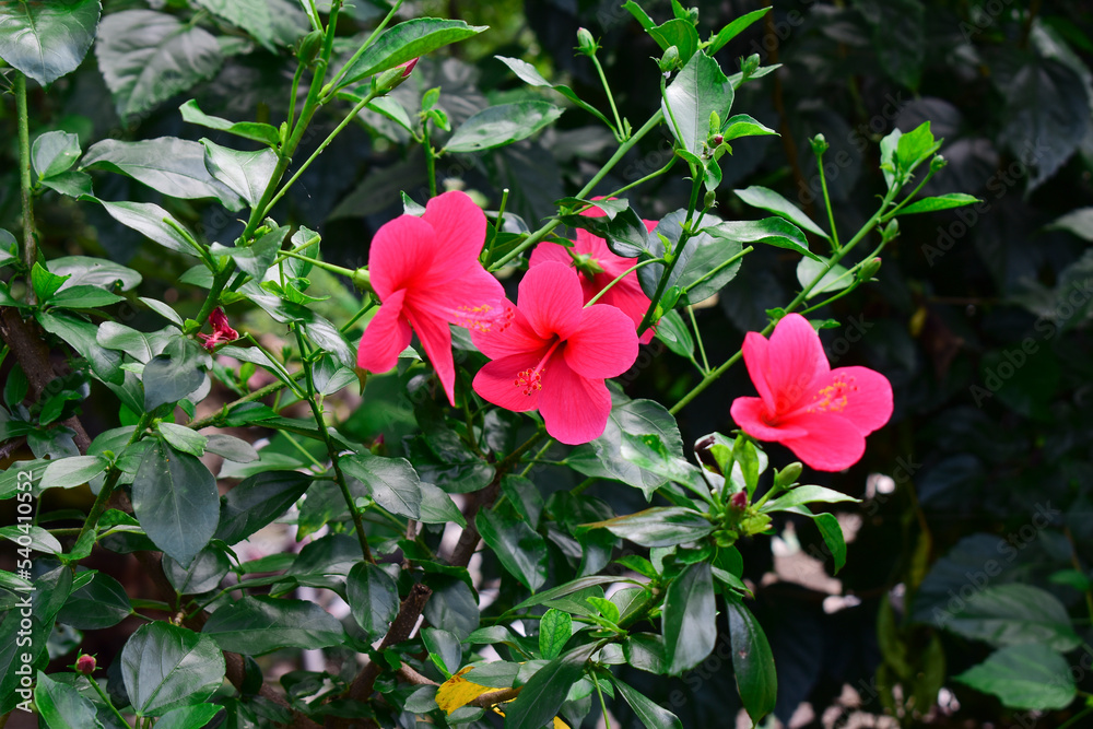 Pink Hibiscus flowers ( China rose, chinese hibiscus, hawaiian hibiscus ) in tropical garden Pink Hibiscus flowers ( China rose, chinese hibiscus, hawaiian hibiscus ) in tropical garden