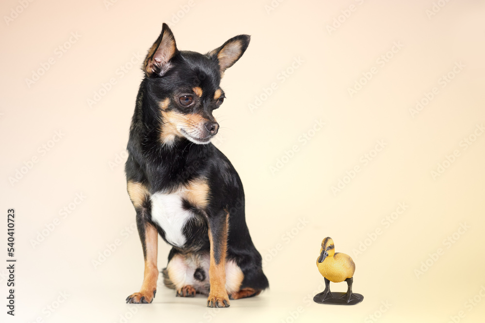 Young black chihuahua in studio with duck toy