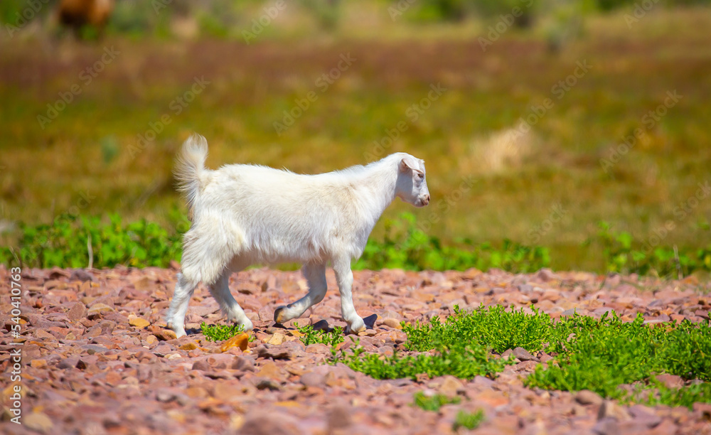 Goats in search of food roam the desert hot pasture. Moroccan goats climb trees to eat leaves. Sheep eat the remains of a watermelon. Goats in search of food roam the desert hot pasture. Moroccan goats climb trees to eat leaves. Sheep eat the remains of a watermelon.