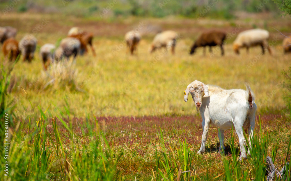 Goats in search of food roam the desert hot pasture. Moroccan goats climb trees to eat leaves. Sheep eat the remains of a watermelon.