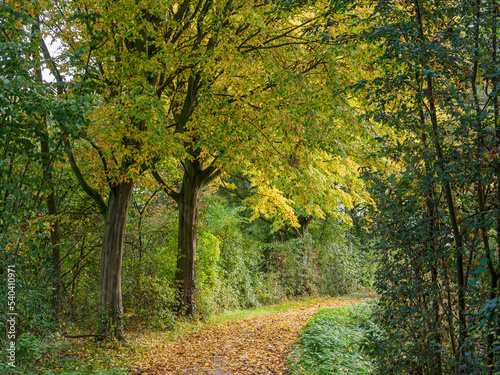 Herbst am Fluß Aa im Münsterland