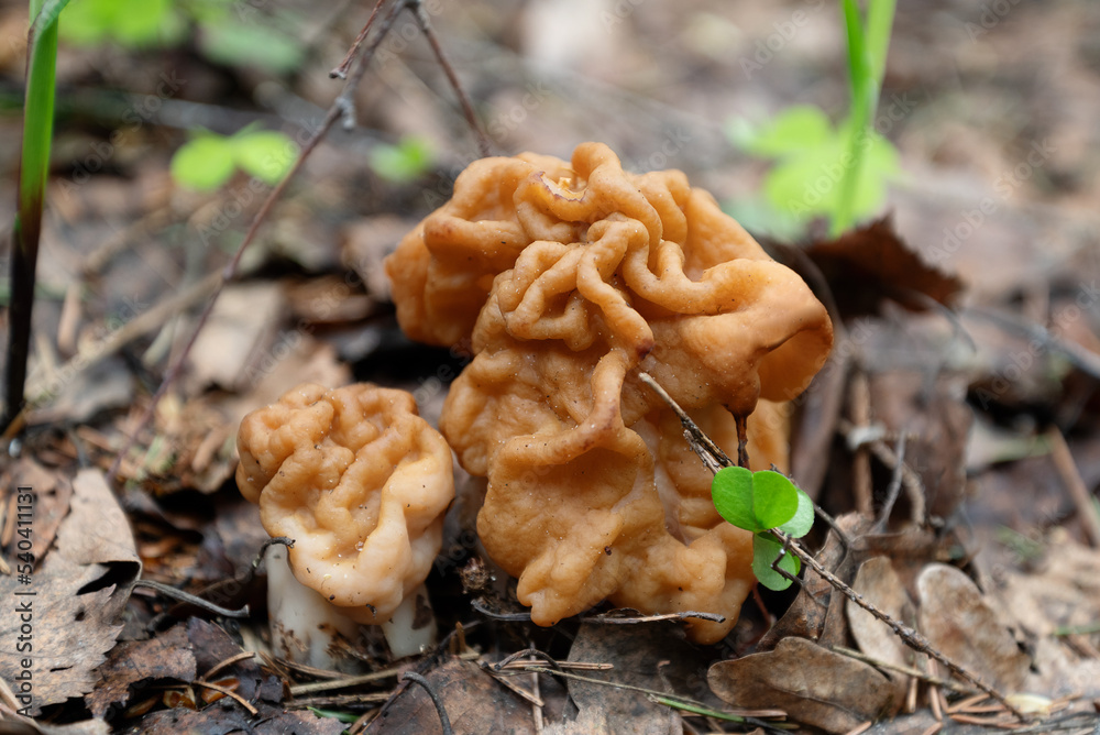Gyromirta gigas mushrooms growing in forest in spring Gyromirta gigas mushrooms growing in forest in spring