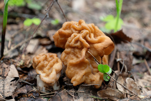 Gyromirta gigas mushrooms growing in forest in spring