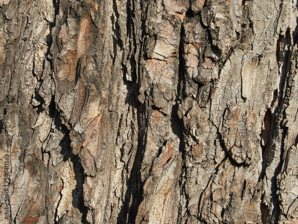tree bark background, bark texture tree bark background, bark texture