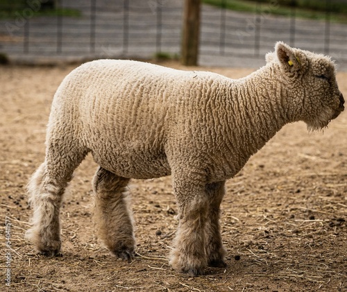 Closeup of a Ryeland sheep on a farm photo